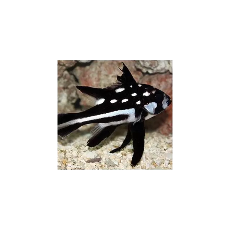 Macolor Niger juv