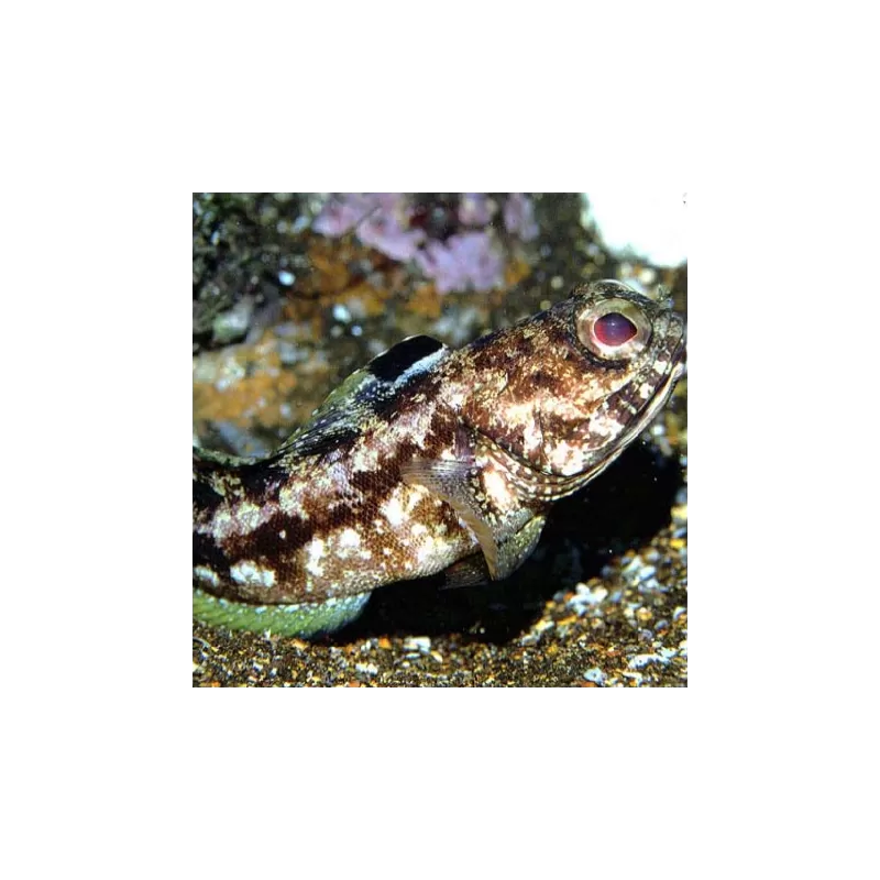 Opistagnatus Scops Opistagnatus Scops