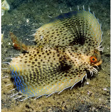 Dactyloptena Orientalis 