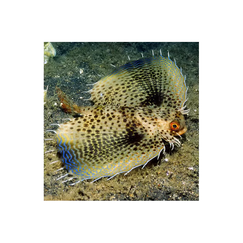 Dactyloptena Orientalis Dactyloptena Orientalis