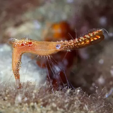 Leander Plumosus