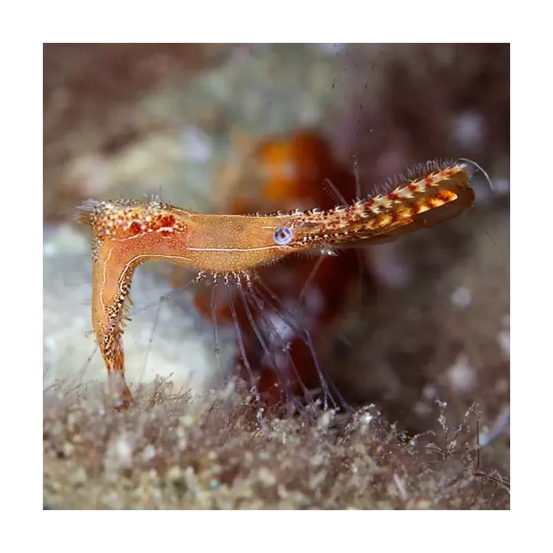 Leander Plumosus Leander Plumosus