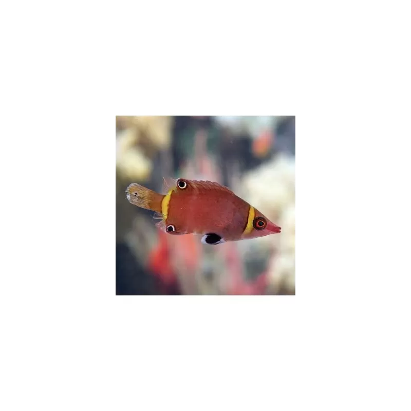 Wetmorella Nigropinnata M Wetmorella Nigropinnata M