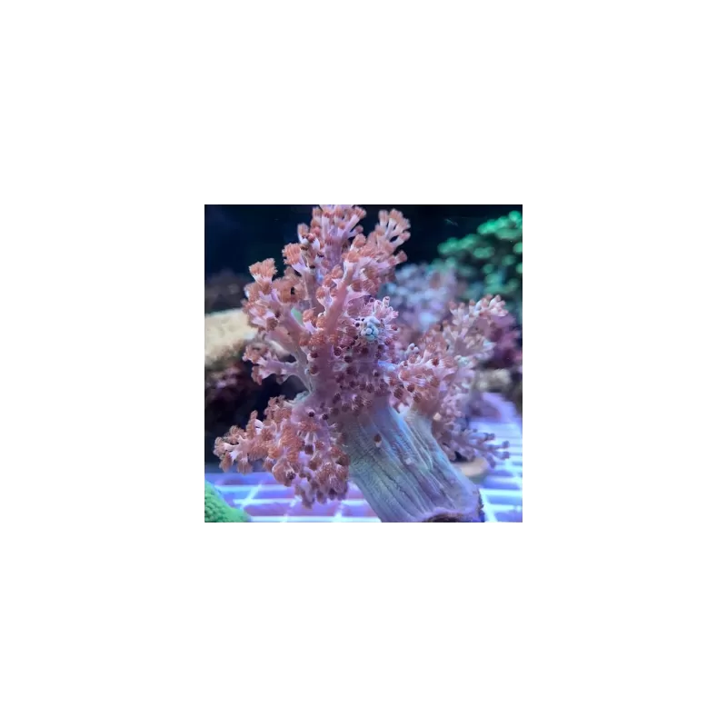 Capnella Kenya Baum M-Größe