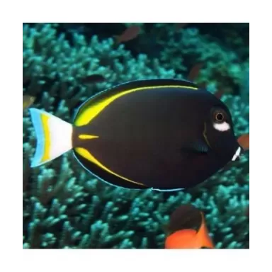 Acanthurus Nigricans (L)