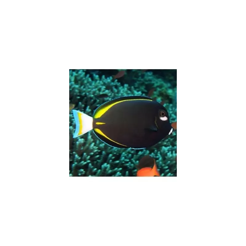 Acanthurus Nigricans (L) Acanthurus Nigricans (L)