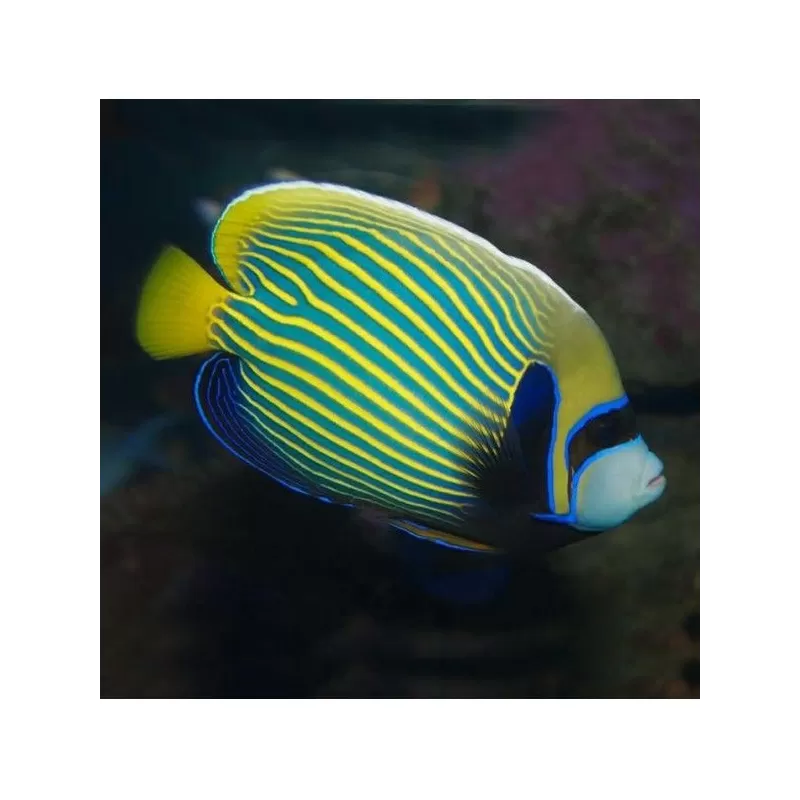 Pomacanthus Imperator (XL) Pomacanthus Imperator (XL)