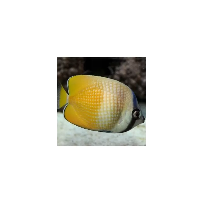 Cheatodon Kleinii (S)