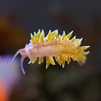 Berghia Nudibranch ( tegen glasanemonen )
