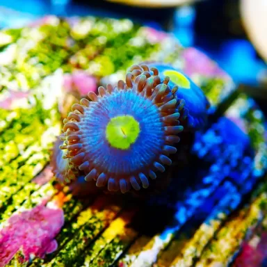 Zoanthus Walters ( per poliep )