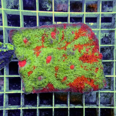 Echinopora Sp Multicolors L Size