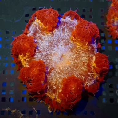 Epicystis Crucifer Anemone Red Rim