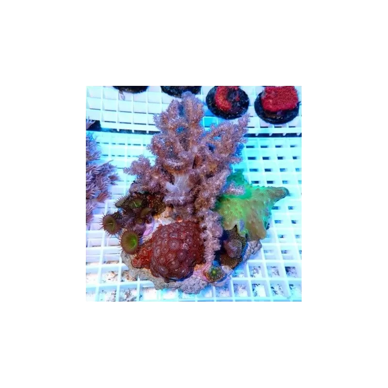 Coral Garden On Rock Mix Corals L size Indonesia Coral Garden On Rock Mix Corals L size Indonesia