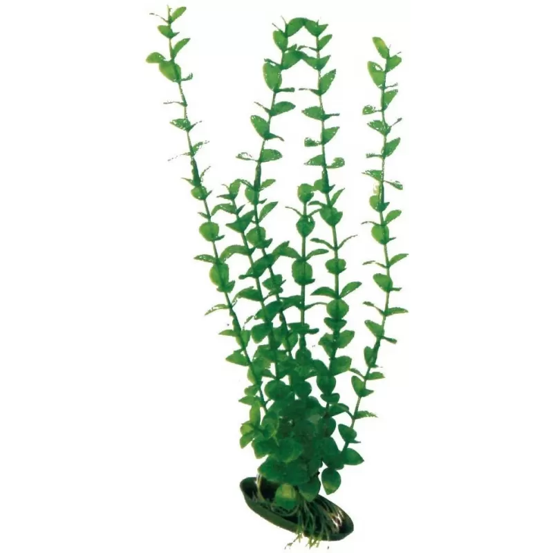 Wave Plant Classic