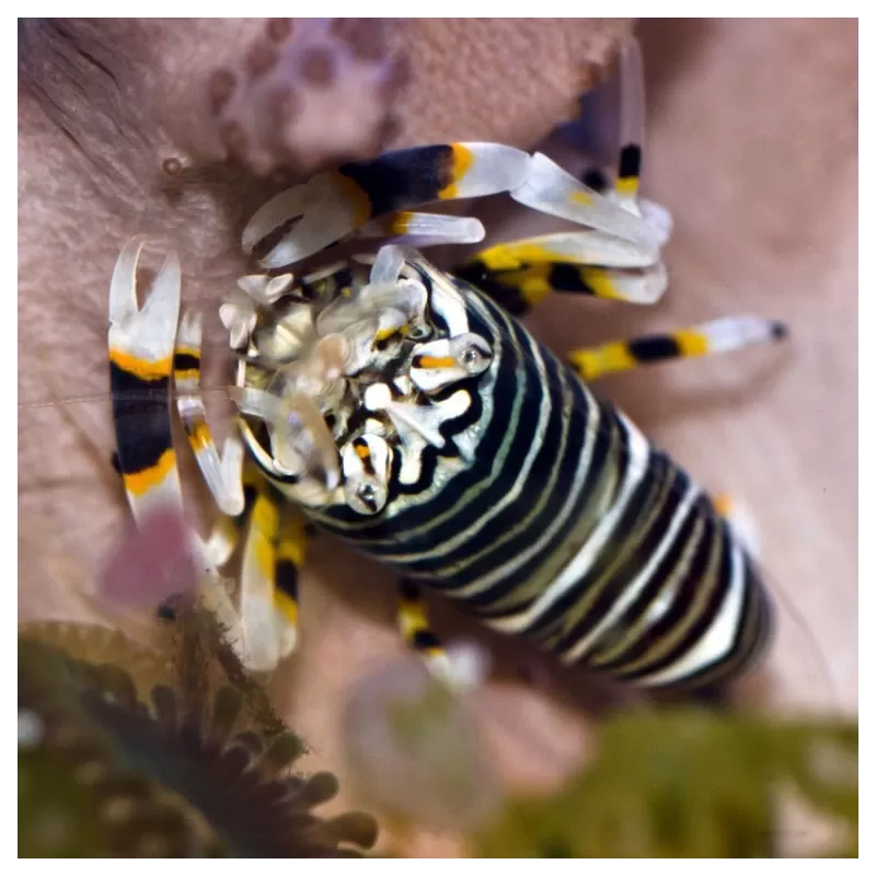 Gnathophyllum sp