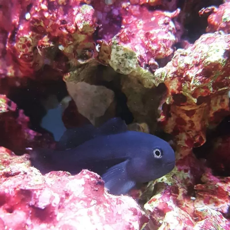 Gobiodon Unicolor Gobiodon Unicolor