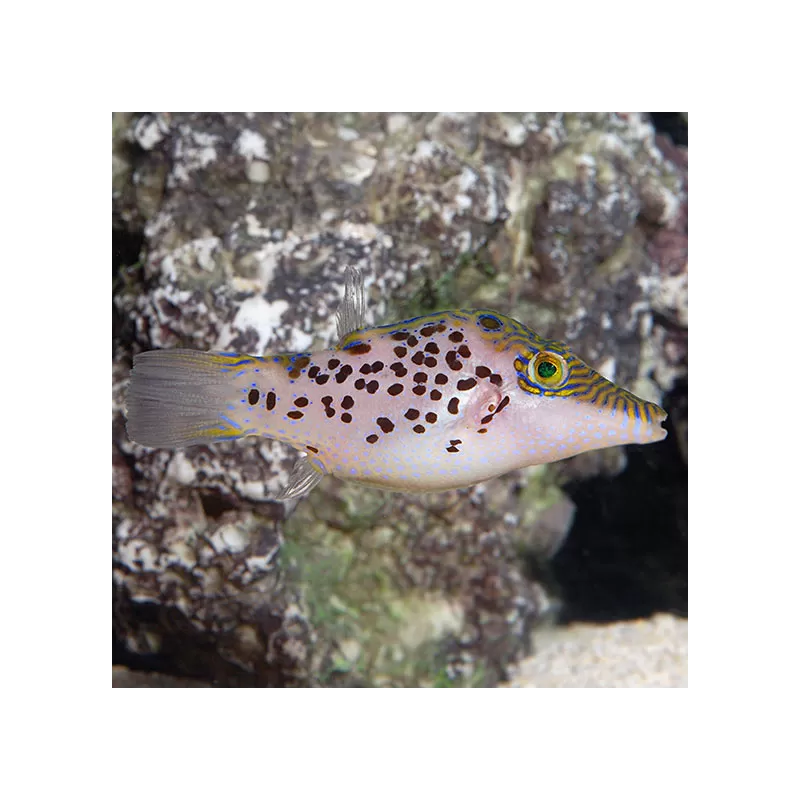Canthigaster Leoparda