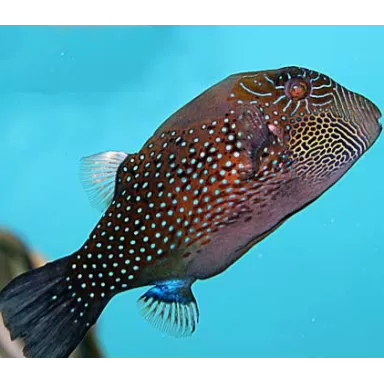 Canthigaster Amboinensis
