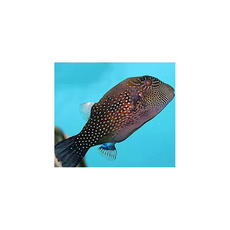 Canthigaster Amboinensis Canthigaster Amboinensis