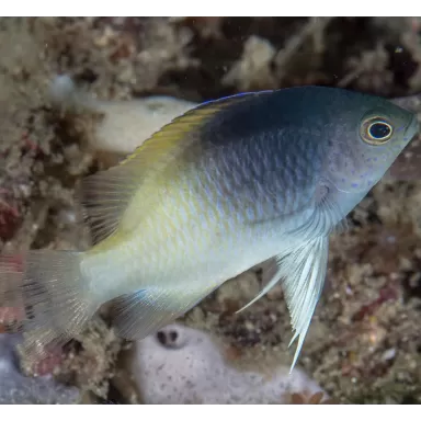 Chrysiptera Rollandi