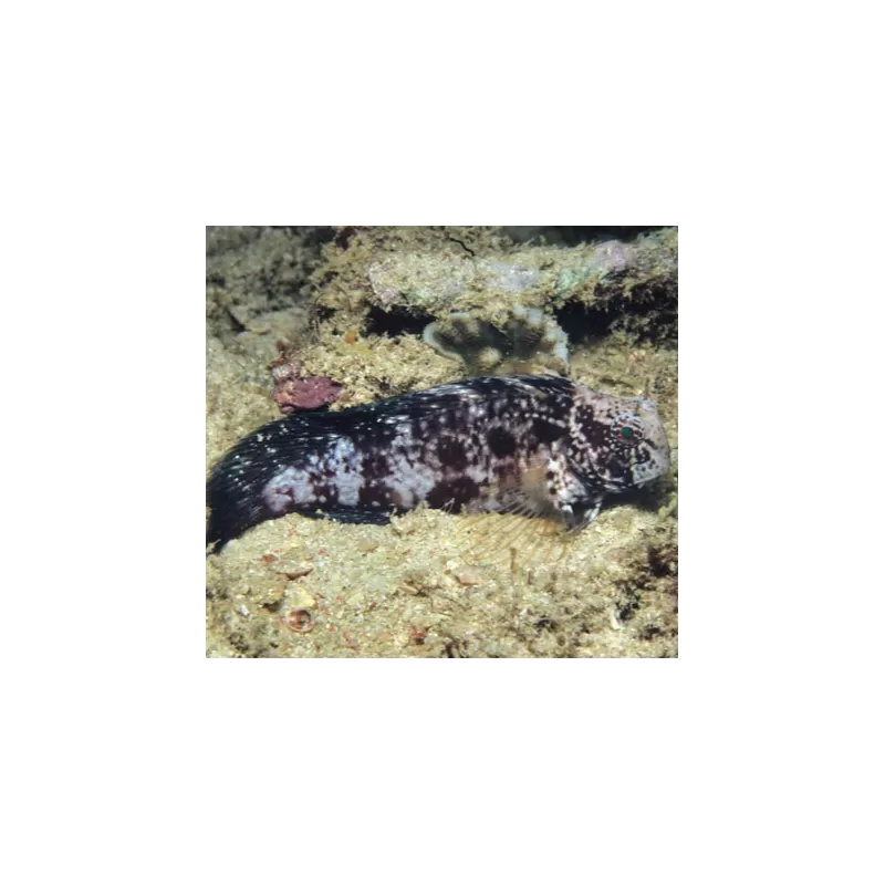 Atrosalarias Hosokawai Atrosalarias Hosokawai