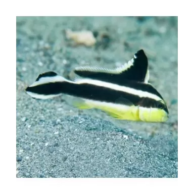 Plectorhinchus Diagrammus L 