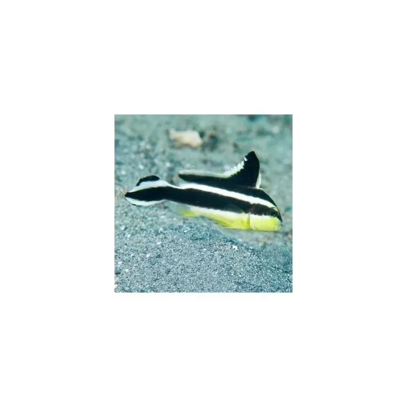 Plectorhinchus Diagrammus L 