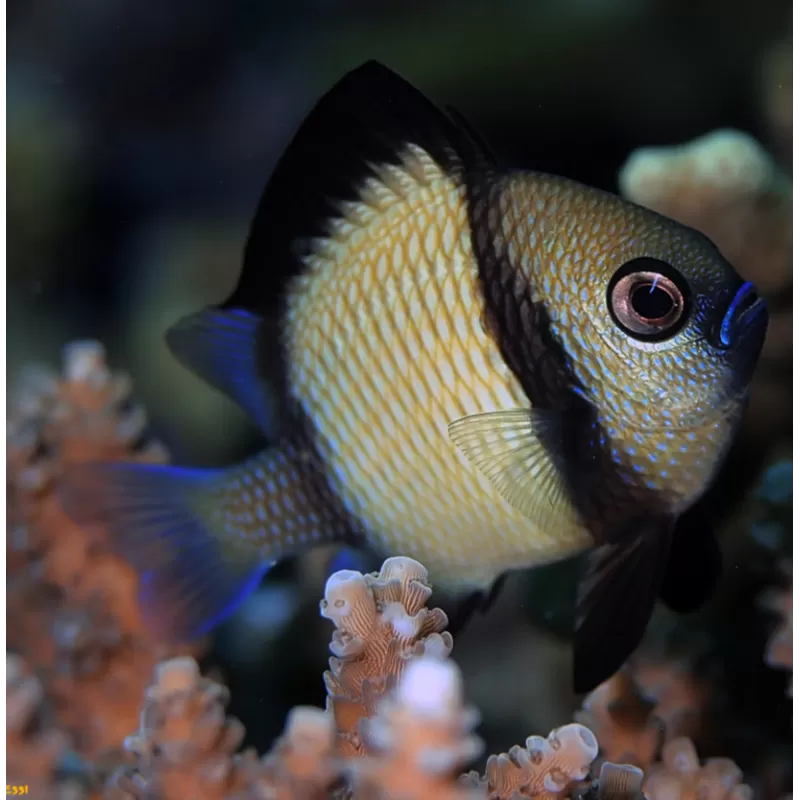 Dascyllus Carneus Dascyllus Carneus