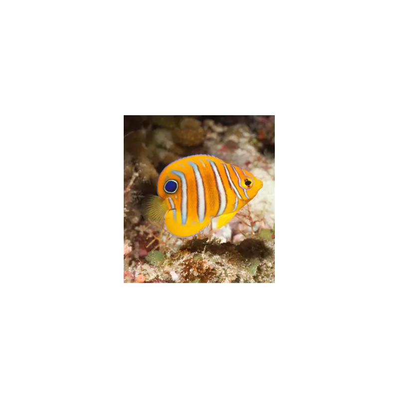 Pygoplites Diacanthus Red Sea Juv (S)
