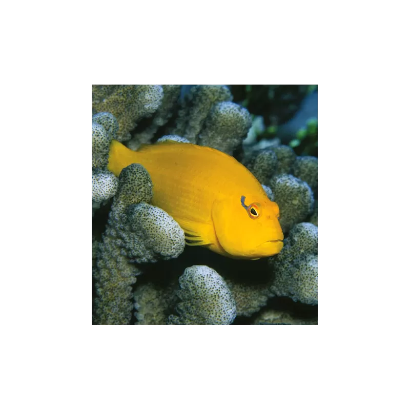 Paracirrhites Xanthus Paracirrhites Xanthus