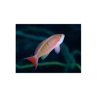 Pseudanthias Cooperi Pseudanthias Cooperi