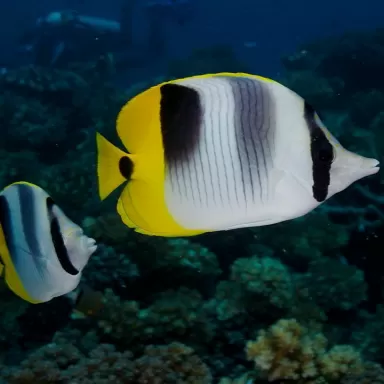 Chaetodon Ulietensis