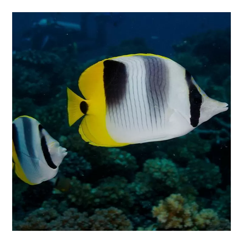 Chaetodon Ulietensis Chaetodon Ulietensis