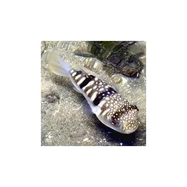 Chelonodon Patoca (S)