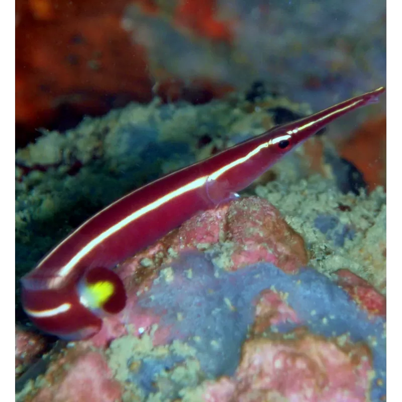 Diademichthys Lineatus Diademichthys Lineatus
