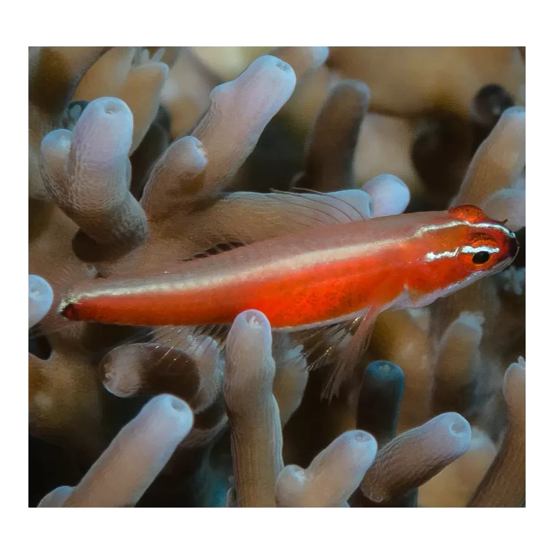 Eviota Nigriventris Eviota Nigriventris