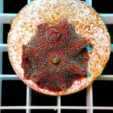 Discosoma Red with Blue Spots per oor