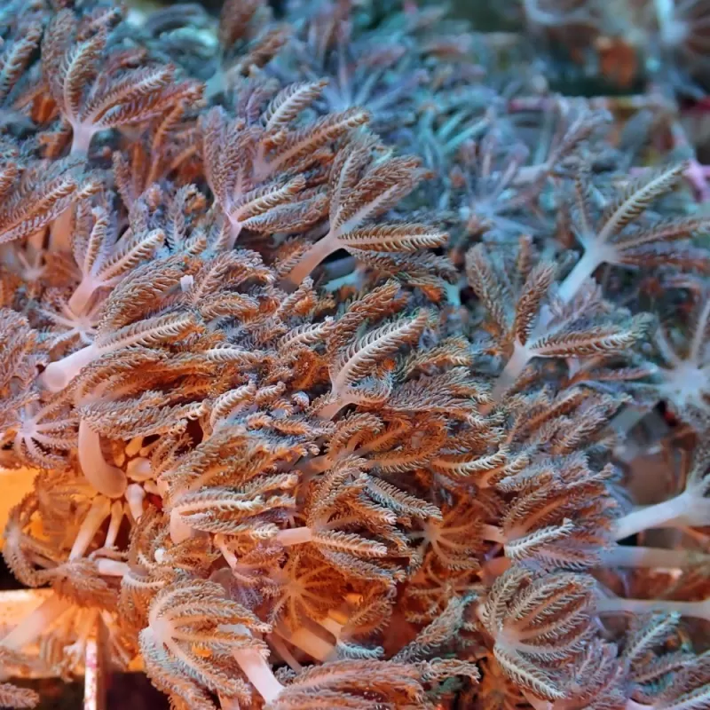 Xenia spp S size Xenia spp S size