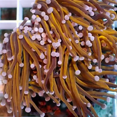 Euphyllia Glabrescens Golden Torch Indo Per Head