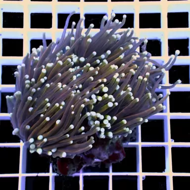 Euphyllia Glabrescens Golden Torch Indo Per Head