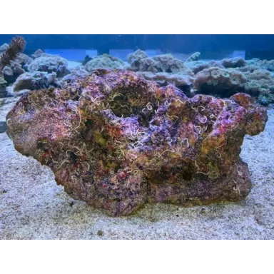 Artificial Cultured Mixed Base Live Rock wet per kilo Artificial Cultured Mixed Base Live Rock wet per kilo