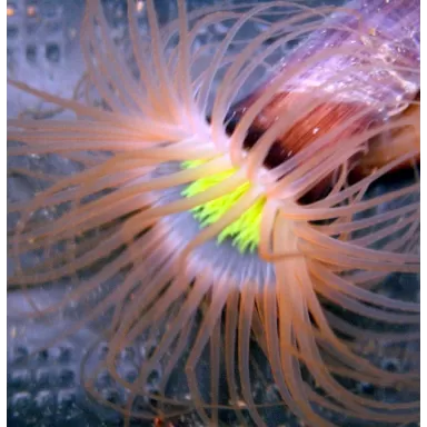 Cerianthus Membranaceus Ultra Orange fluo Yellow heart