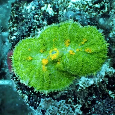 Ricordea Yuma Green Yellow Vibes per ear