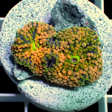 Ricordea Florida Orange Multiple Ears