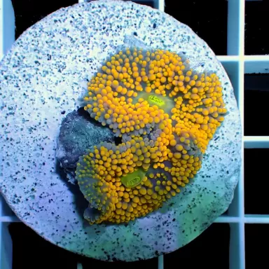 Ricordea Florida Orange Multiple Ears