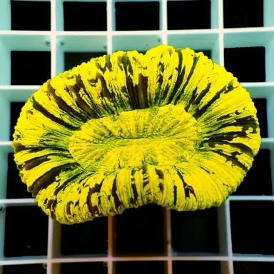 Trachyphyllia Geoffroyi Green Fluor Australie