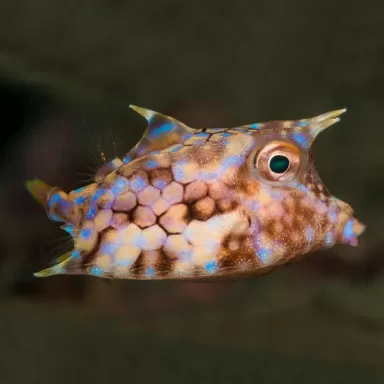 Lactoria Fornasini (M)