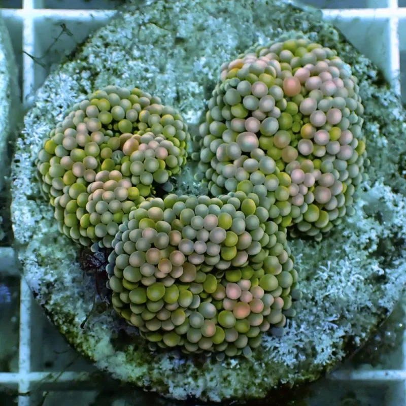 Ricordea Florida sp Ricordea Florida sp