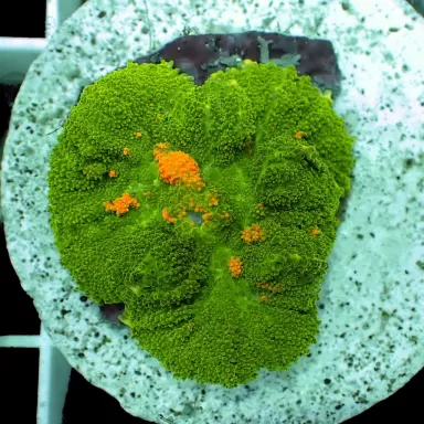 Ricordea Yuma Green Yellow Vibes per ear