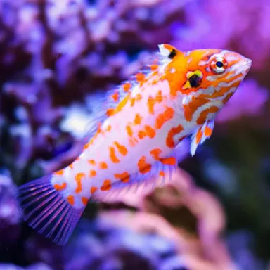 Macropharyngodon choati